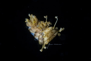 Larval fireworm by Suzan Meldonian 